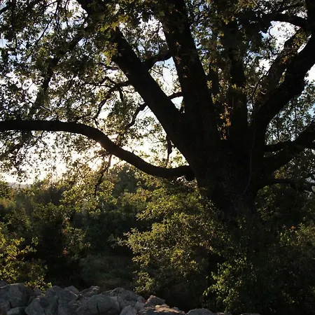 Irina 公寓 洛瓦尼斯卡