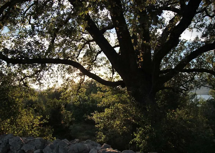 Irina 아파트 로바니스카